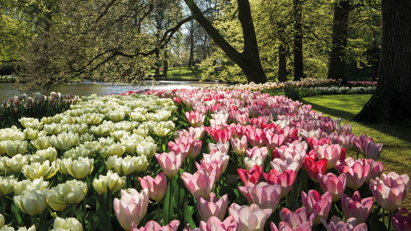 Hollands blommor- blomstertåget